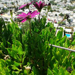 Bodrum in Turkey. Image shot with a mobile phone while on Hholiday