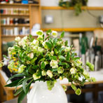Alison Doxey, Florist