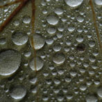 Wet plants