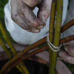 Anne Ratnarajah, willow sculptor and basket maker