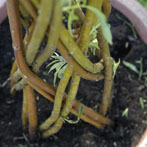 Anne Ratnarajah, willow sculptor and basket maker