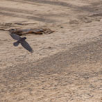 The Beach at Thurso