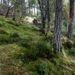 Corrieshalloch Gorge