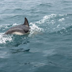 A boat trip from Portree around the Sound of Raasay, common dolphins