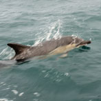 A boat trip from Portree around the Sound of Raasay, common dolphins