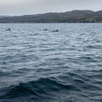 A boat trip from Portree around the Sound of Raasay