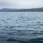 A boat trip from Portree around the Sound of Raasay
