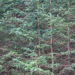 Dumfries and Galloway