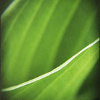 Macro Photography, getting closer makes things interesting.  This picture was taken with a Holga camera and a magnifying glass, Macro does not have to be expensive