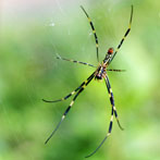Macro Photography, getting closer makes things interesting