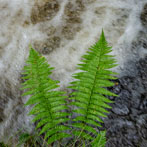 Trossachs