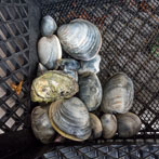 Cape Cod, MA