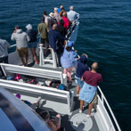 Whale Watching - Cape Cod, MA