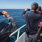 Whale Watching - Cape Cod, MA