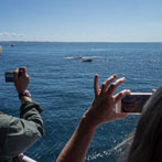 Whale Watching - Cape Cod, MA