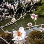 Kyoto 2019